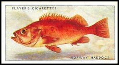 38 Norway Haddock